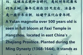 文明的坐标丨法喜寺“古树报春”图片