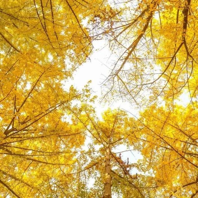 还在凑满减？这里的绝美秋景免费派送中——