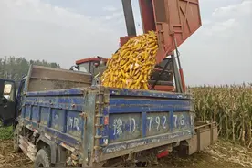 河南宝丰：玉米收获正当时 农机高效显身手图片