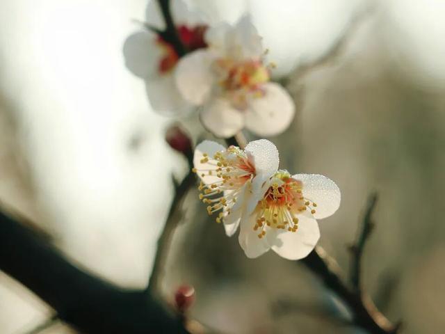 双梅同绽！上海这个公园传来冬日限定芬芳→