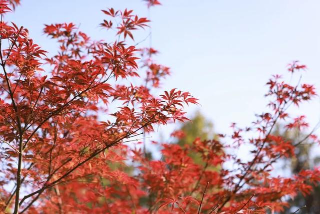 栖霞山红叶实拍+周末活动，不信你不动心！