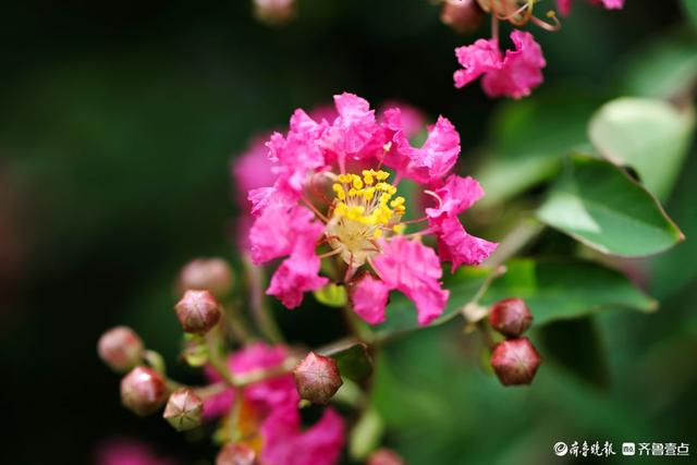 沂蒙花海紫薇园里，各色紫薇花盛开