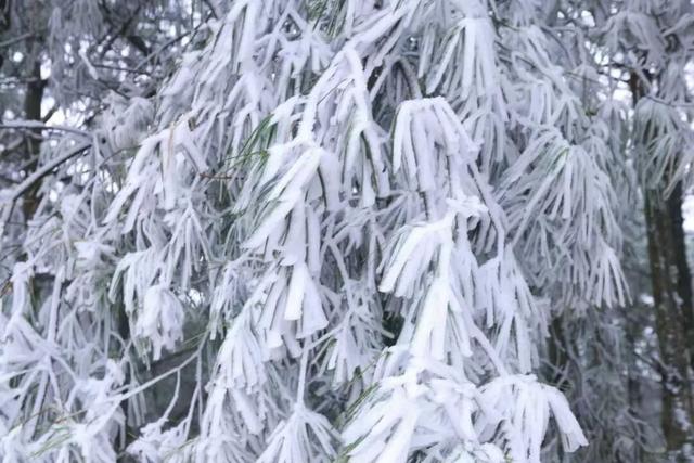 一眼沦陷！寻甸六哨的雾凇，美得像仙境~