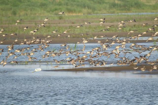 国际湿地城市苏州奏响高质量发展新乐章