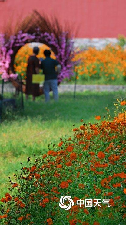 北京北海公园硫华菊盛开 汇成金色花海