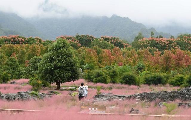 重庆酉阳：粉黛花海醉游人