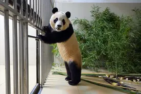 翻开中国国宝的“世界影集”图片
