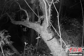 云南龙陵：国家二级保护野生动物椰子狸“集体夜游”图片
