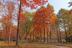 秋末别样风景哪里找？宝山顾村公园等你来打卡→图片