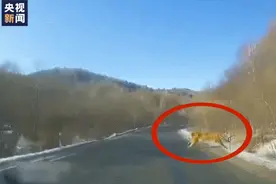 险些车虎相撞！居民驾车突遇东北虎横穿公路图片