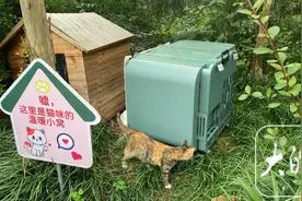 流浪猫有了智能猫屋 合肥部分高校、社区探索 "APP圈养"新模式图片