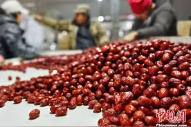 新疆南部红枣采收加工忙图片