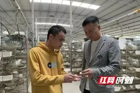 乡村追梦人｜周易成：“多手联弹”，齐奏致富之“鸽”图片