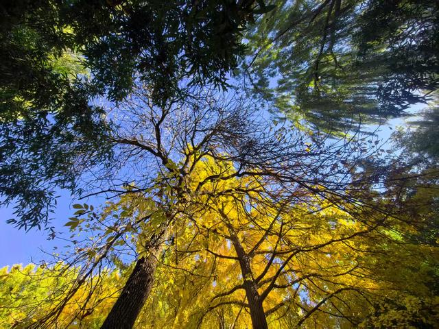 万里无云，阳光正好！周末到公园欣赏北京的秋