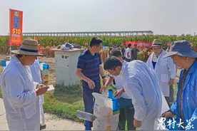 亩产928.97公斤！“鲁单510”在中度盐碱地上产量创新高图片