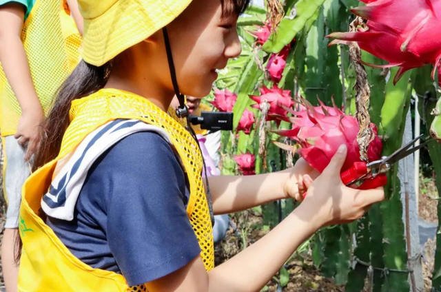 南宁冬季水果采摘全攻略 | 东北老铁、西北家人，告别猫冬！来南宁实现“水果自由”