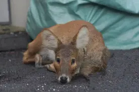 长江口水域出现国家二级保护野生动物“游泳獐”图片