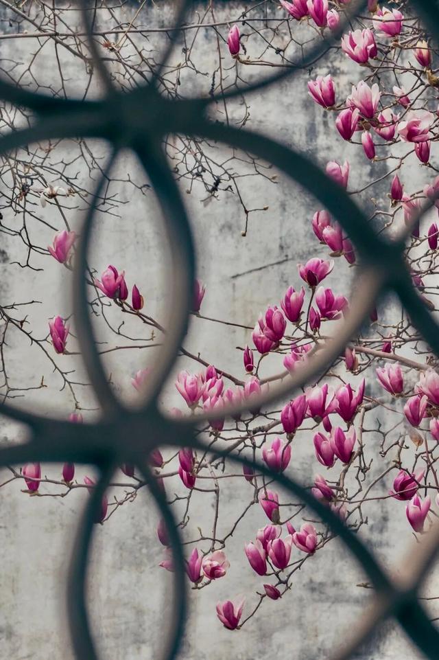 春日赏花｜盛花期！一键解锁最美出行路线