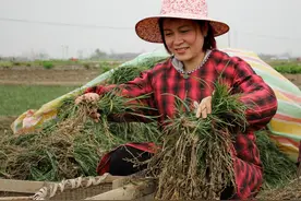麦冬、天冬等4种物质获批药食同源 四川“小药材”加快冲刺百亿产业丨奋力谱写中国式现代化四川新篇章图片