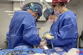 或有助于治疗急性肝衰竭！研究人员首次成功将基因编辑猪肝和人体进行连接图片