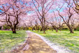环球风物丨花语：樱花 刹那的永恒图片