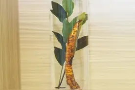 海南周刊 | 踏遍青山识黎药图片