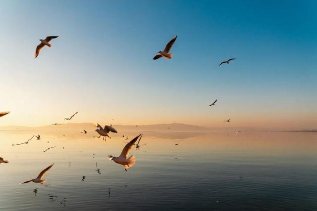 都是小众打卡点！在这些地方看海鸥，景美鸥多还诗意满满~