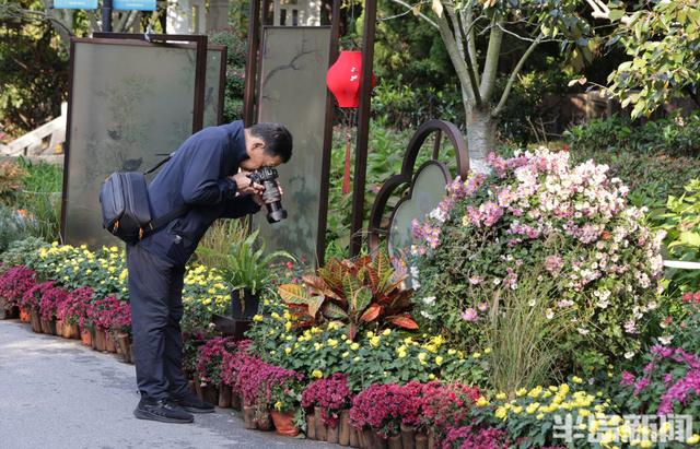 秋日赏菊正当时，老年游客成主力