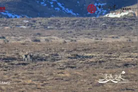 寻美宁夏｜罗山精灵鹅喉羚图片
