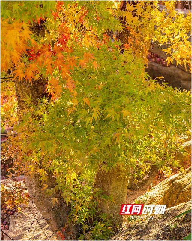 潘华摄影作品：漫步永州蓝山谷 邂逅湘江源头的层林尽染