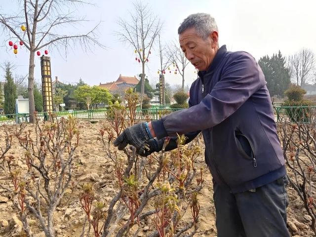 久赏不厌 2026菏泽牡丹花期拉长至半个月，曹州牡丹园焕新解锁赏游新体验
