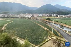 湖南永州蔬菜产业发展观察图片