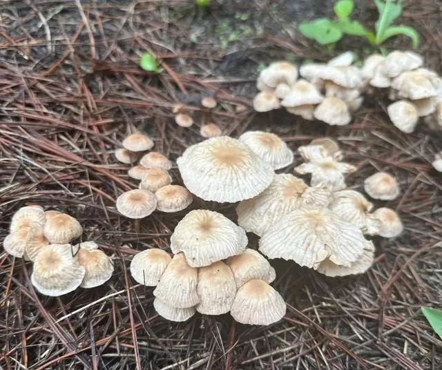 雨后大量出现！可致人中毒！北京疾控提醒