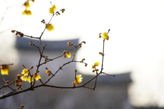真的被香到了！在闸北公园邂逅一缕冬日冷香