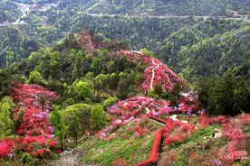 高山杜鹃红 游客闻香来图片
