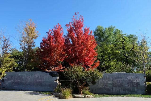 不必扎堆地坛公园！东城区赏秋攻略，一图收藏