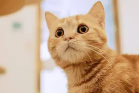 00后接管官方账号后发了它爆火！突然之间，全网都在发小猫的视频？图片