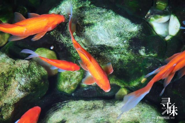 威海有花胶没 2026年烟台花胶厂家