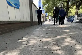 不要捡！不要吃！街头出现这些“黑果子”图片