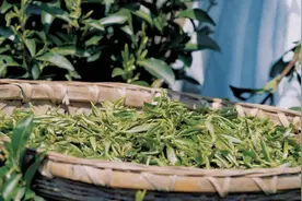 晨读计划｜@长沙人，燃气缴费流程将有变化！这些“茶园秘境”超出片图片