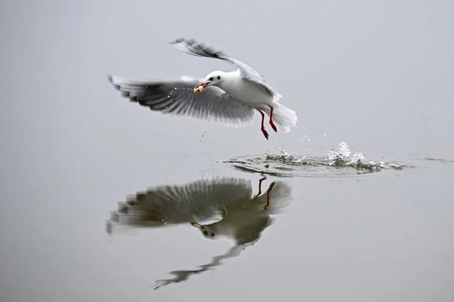 海鸥为何奔赴弥勒？原因找到了...