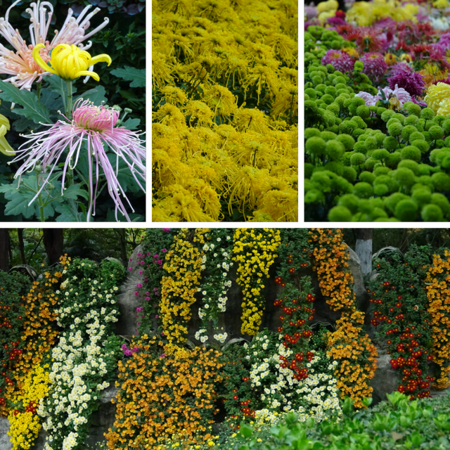 青睐绵阳 ‖ 一城秋色，菊香满园，游仙区富乐山十万香阵花正浓！