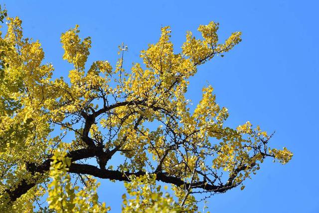 保康：千年银杏披“金甲” 绚烂秋色醉游人