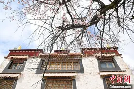 西藏拉萨：繁花渐开 春日如画图片