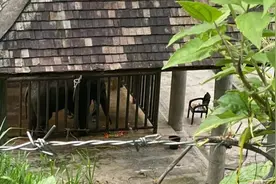 首例大象公益诉讼案一审不支持“表演即虐待”，环保组织将上诉图片