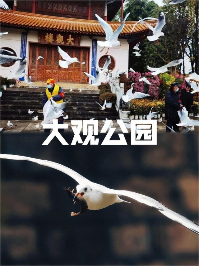 昆明进入红嘴鸥最佳观赏季，周末乘地铁去打卡吧