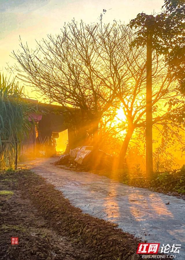 安乡深柳晨行记：踏在颜料上的初冬