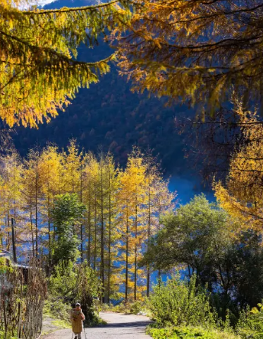 红红红了！红叶最佳观赏期已至！游玩安全记心中→