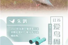 AI“动”海报①｜江苏鸟类朋友圈来了“新伙伴”！看它们长啥样？图片
