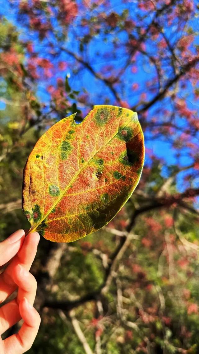 全网一致认定：最短的秋天，才是最贵的奢侈品